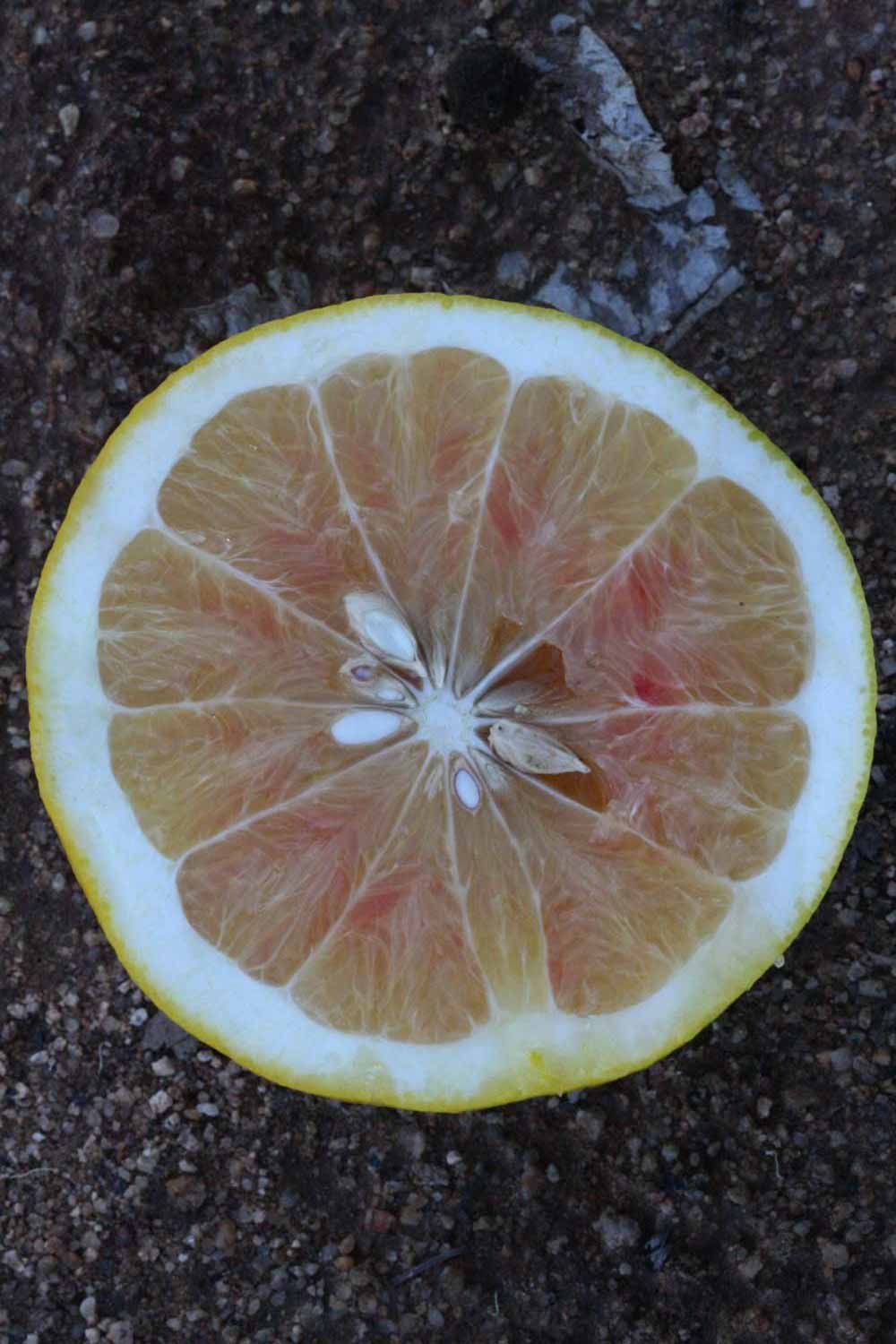            Fruit cross-section (Riverside, CA)   